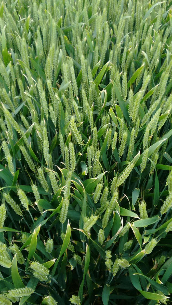 NickersonBen's tweet photo. SUNDANCE Vs Reflection - Untreated
#Nickerson #FitForPurpose #THESeedsmen https://t.co/CrUuH4MhS1