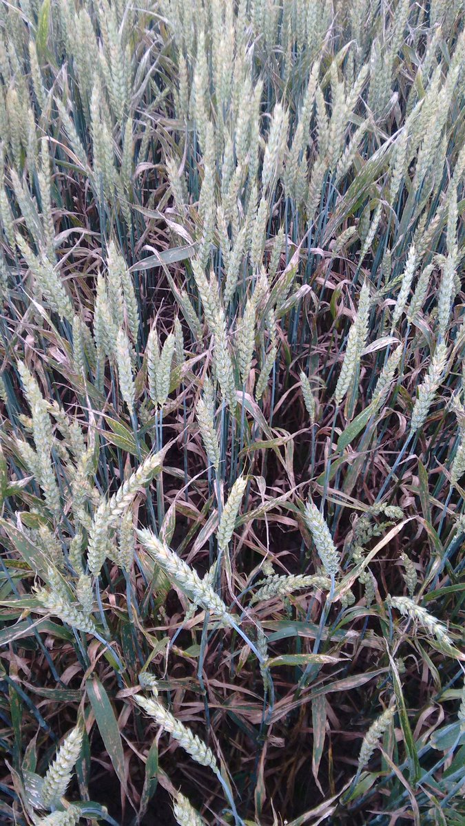 NickersonBen's tweet photo. SUNDANCE Vs Reflection - Untreated
#Nickerson #FitForPurpose #THESeedsmen https://t.co/CrUuH4MhS1