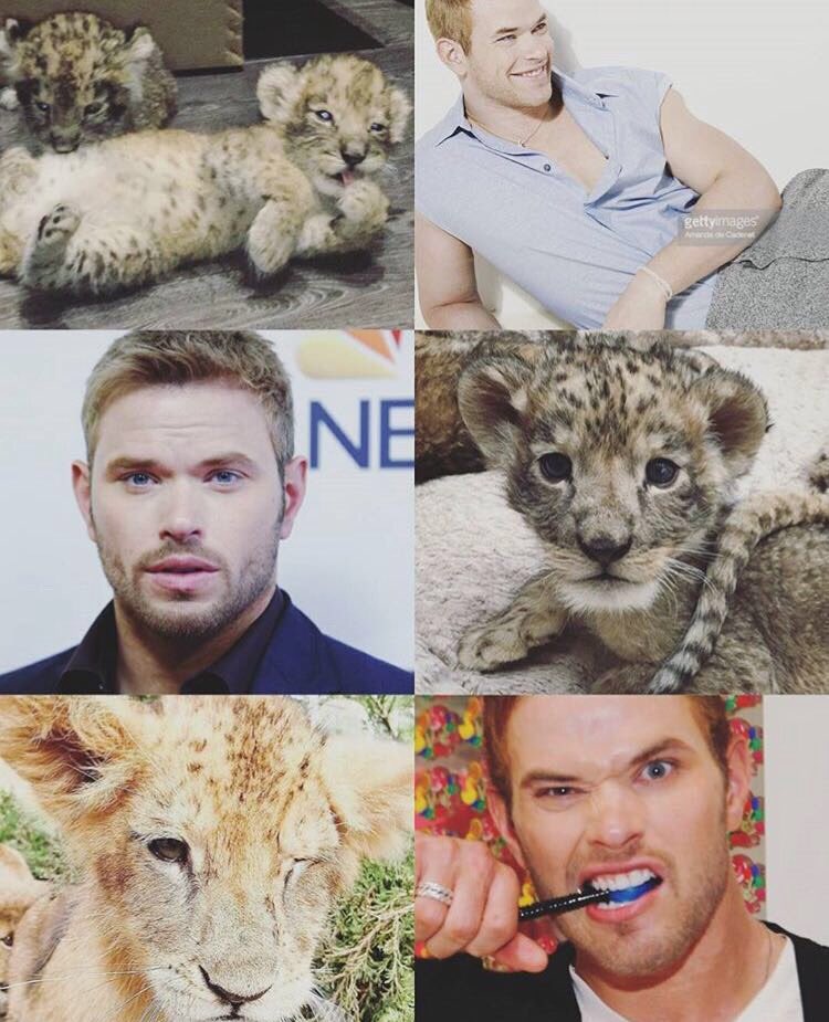 #TBT to the many faces of Big Kellan &amp; Baby Kellan at <a href="/BJWTC/">blackjaguarwhitetige</a>! Love how big he's gotten &amp; all that personality! 😸😜😎🦁