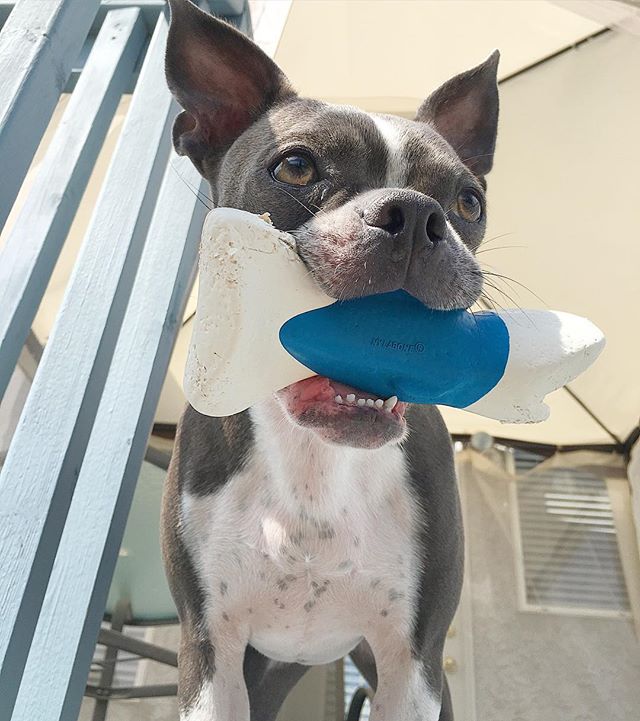 nylabone's tweet photo. Maximus is celebrating #sharkweek with his NylaFlex #Shark! 
Photo: maximusblueboston via Instagram https://t.co/n2BRnhOw0B