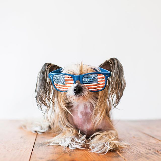 PetSmart's tweet photo. #MURICA #Readyforthe4th (IG: thedailychlo) https://t.co/EYQFUTge8w