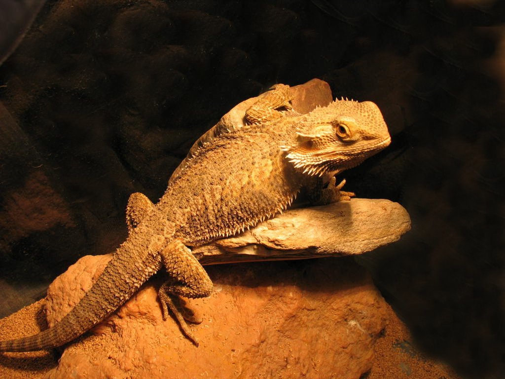 MaconMAS's tweet photo. Family fun? Check out #MASmacon Reptile Rendezvous day! https://t.co/U1gCAZnEC8 https://t.co/M96Gqv8GBP