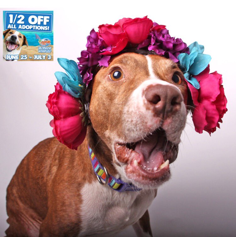 SPCA of Texas tweet media