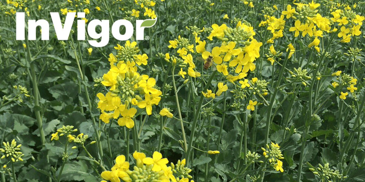 MariekePatton's tweet photo. Introducing #InVigor L233P! The newest InVigor being tested in 6 DSTs in Ontario this summer! Stay tuned for details https://t.co/AZO80F2a92