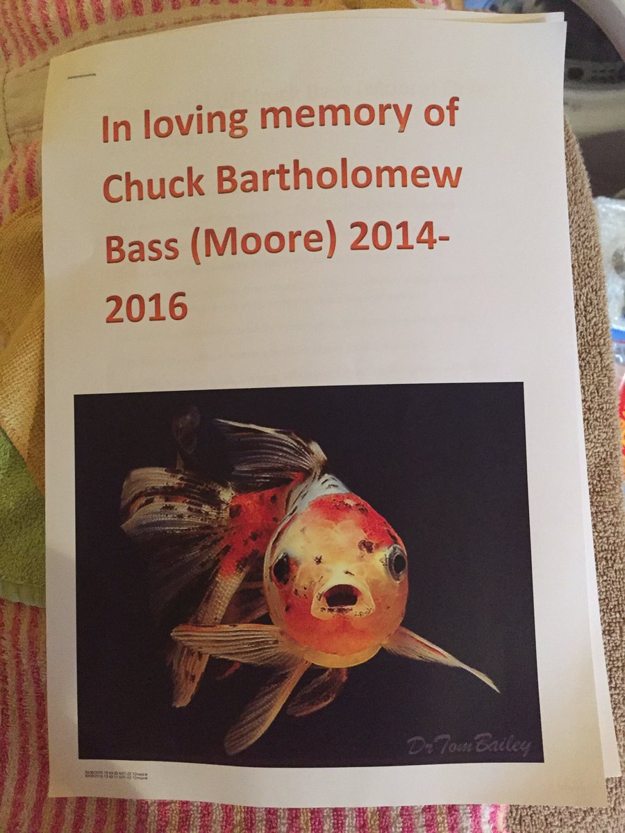 megmoore999's tweet photo. My sisters fish died and she's printed 40 invitations to the funeral she's hosting tomorrow https://t.co/FeAaqner9y
