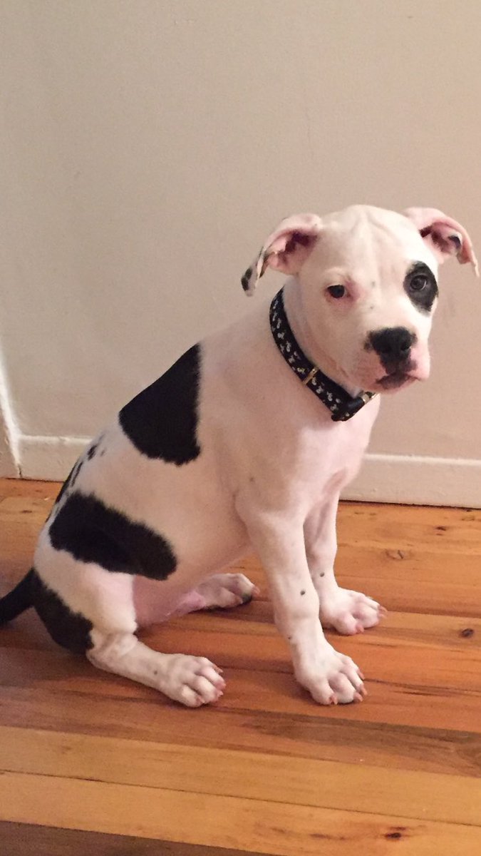 AnnaShapkina10's tweet image. #MyDayGotBetterWhen my dog decided to lick my tears off