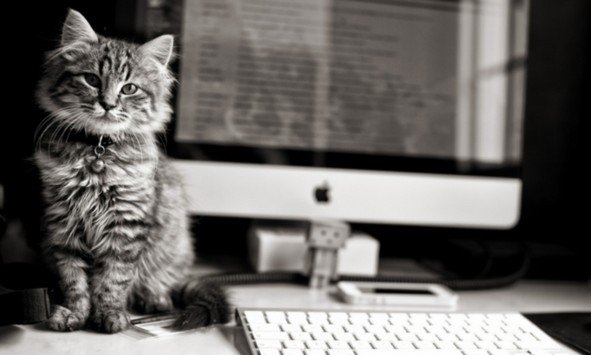 macnn's tweet image. Best of MacNN: the MacNN Podcast, episode 25: My Stupid Cat&apos;s Fault dlvr.it/LhVmV6