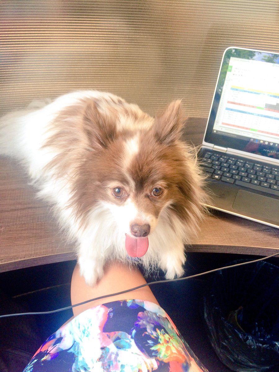 miabea_'s tweet photo. Running the Vancouver office today, first day on my own and so far: fucking nailed it. https://t.co/Niu7M7qLt8