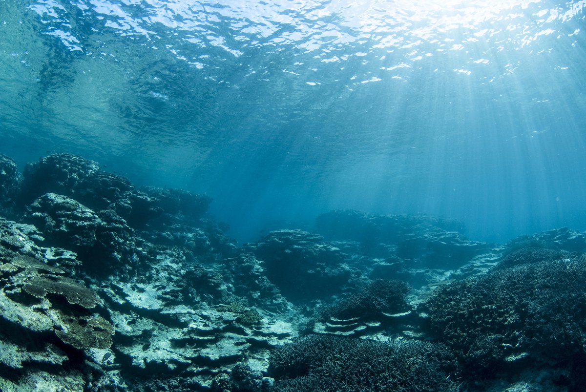 GMaxTidalEnergy's tweet photo. Sea Beds are occupied with aquatic life & challenging terrain.
#GMax #FloatStage #Tech
https://t.co/9cMkus1C7s https://t.co/VcRaHjhnDS