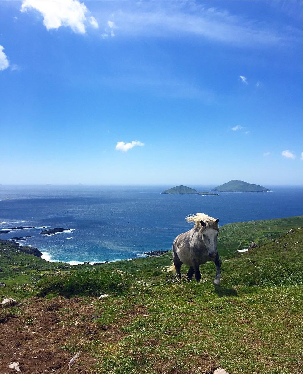 wildatlanticway's tweet photo. Wildlife on the #WildAtlanticWay 😍😍📸 by  IG/myglobaljournal https://t.co/zwinWwXjtH