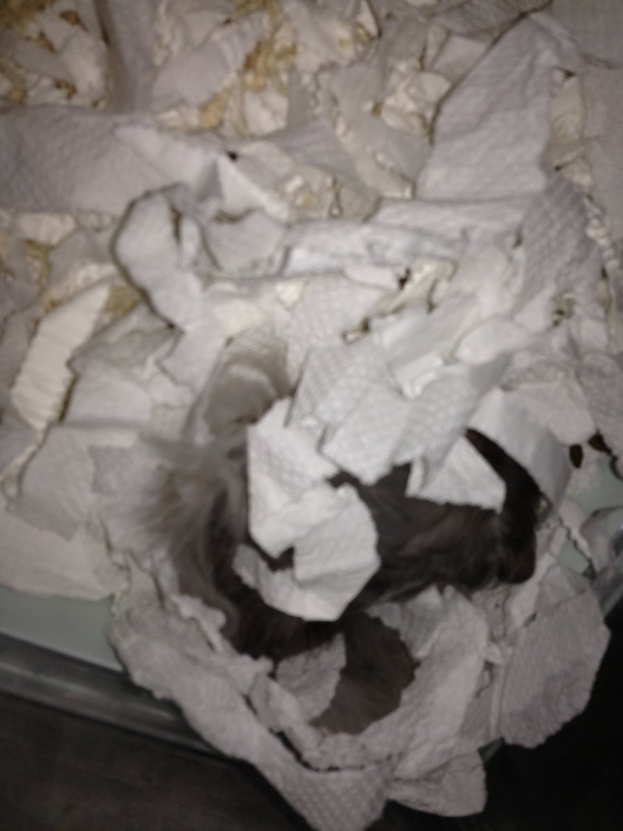 I am pleased to announce that I am Hamster hide and seek champion 2016. Hx