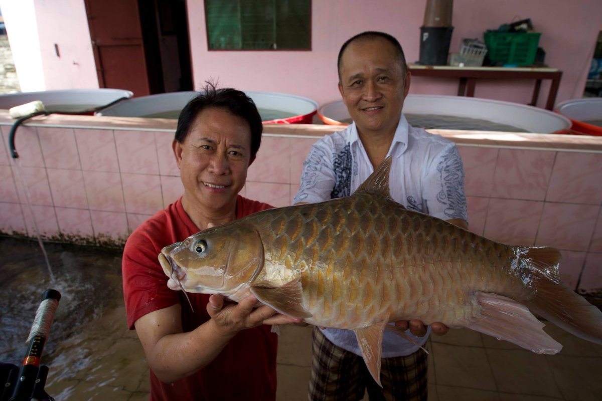 The empurau fish is native to the island of Borneo. It’s one of the most expensive edible fish in the market.