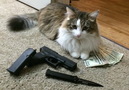 purrivilege's tweet image. always bring a gun to a knife fight