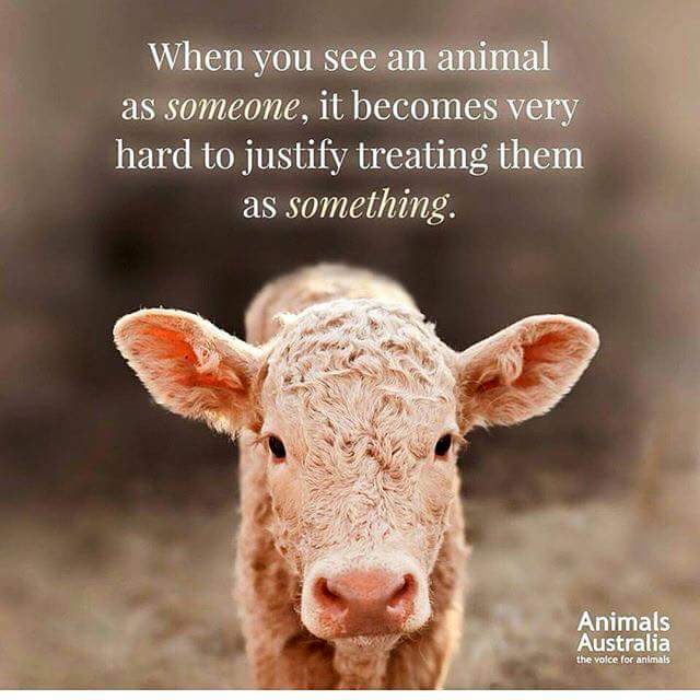 Via @AnimalsAus #animals #govegan #compassion #freefromharm #crueltyfree #veganism #animalcruelty #animalrights