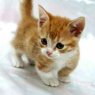 harvey_drums's tweet photo. Soo cute https://t.co/lg7TzwmKJB