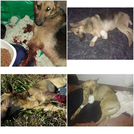 Karydegregorio's tweet photo. #Elif y #Puma los nuevos Zoobrevivientes necesitan ayuda. Vendas COFLEX, $$$ para veterinaria y doxiciclina!! https://t.co/1A1otqrGi3