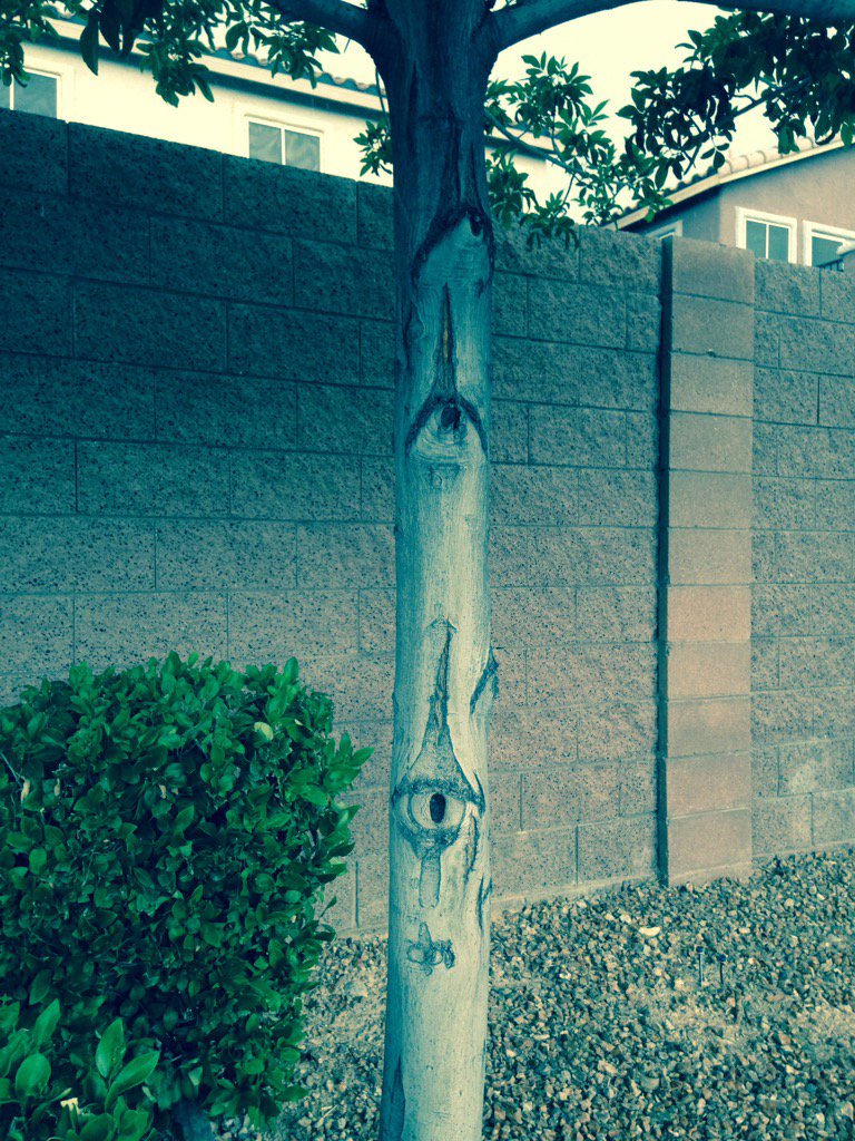 KosmicEye's tweet photo. #magick eye tree in #lasvegas nature's #streetart. Good luck for #gambling https://t.co/VGrnt59LWo
