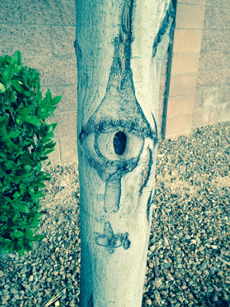 KosmicEye's tweet photo. #magick eye tree in #lasvegas nature's #streetart. Good luck for #gambling https://t.co/VGrnt59LWo