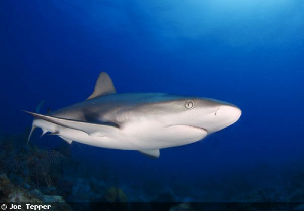LiveaboardsIndo's tweet image. New Carribean Shark Sanctuaries Formed divephotoguide.com/underwater-pho… #scuba #indonesia #park #sea #sharks #underwater