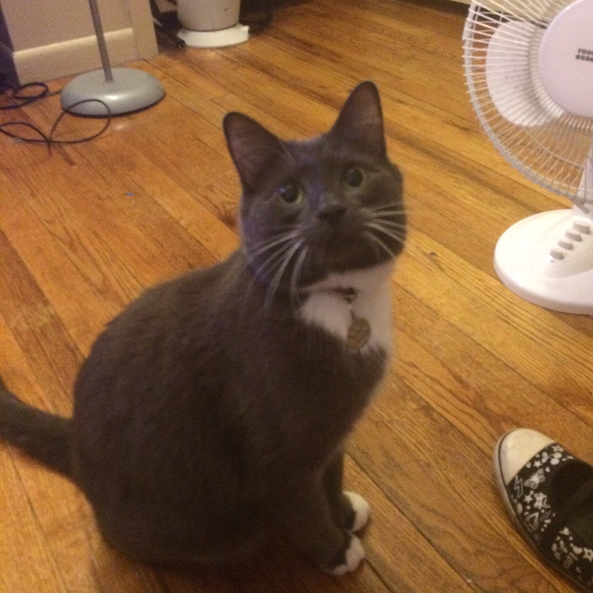 xDrMittens's tweet photo. Hello! #cats #drmittens #CatsOfTwitter https://t.co/rxpSLDmGKY