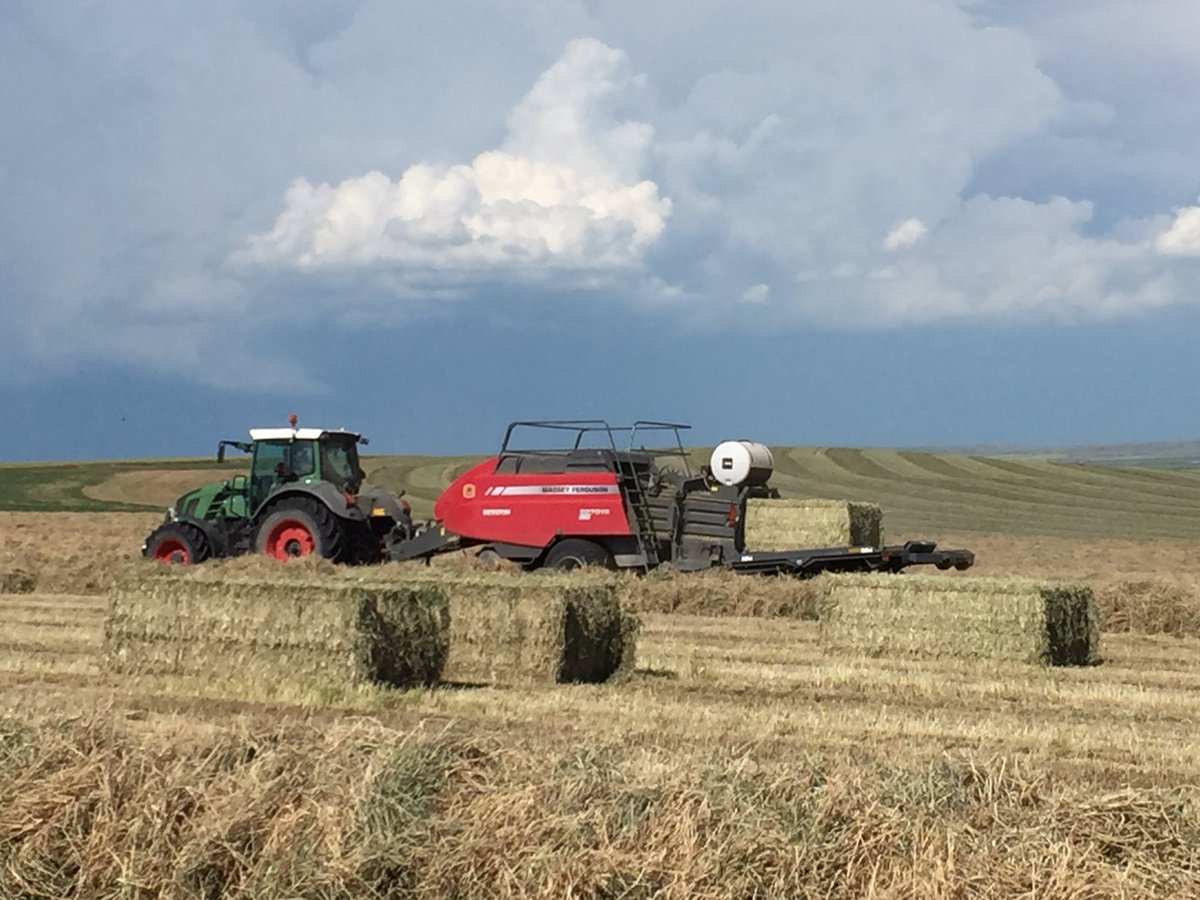 abtsch's tweet photo. Baling export Timothy for the Japanese. #bale16 https://t.co/aipK4Ycuev