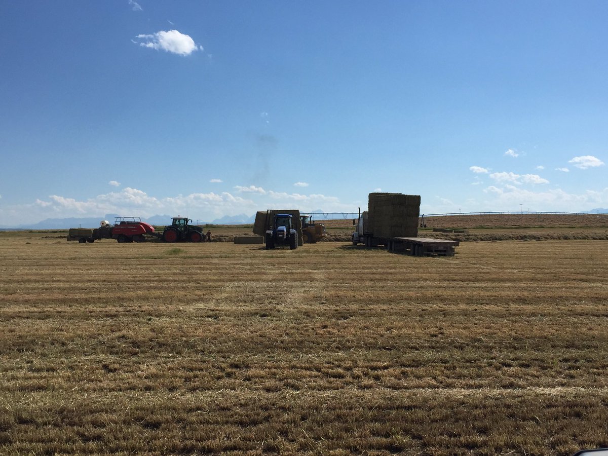 abtsch's tweet photo. Baling export Timothy for the Japanese. #bale16 https://t.co/aipK4Ycuev