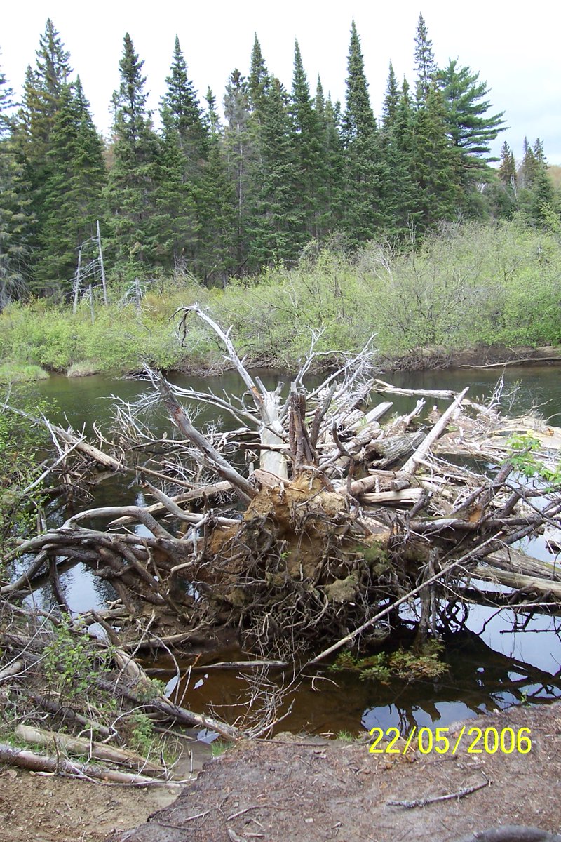 BonnieLidstone's tweet photo. #AlgonquinParkPics https://t.co/syHsJLcejS