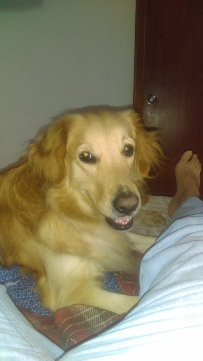 JairoLCifuente1's tweet photo. Frika, dos años, adoptada FBA Fundación Bienestar Animal #mecuento https://t.co/aj3sEK3jua