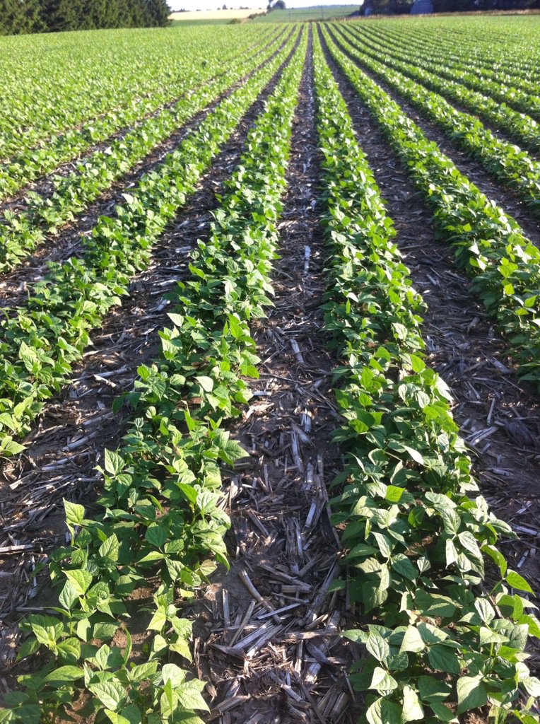 cropwiz's tweet photo. Soybeans & white beans made good use of last weekend's showers #strip-till #twinrows https://t.co/a6g8XuHfDB