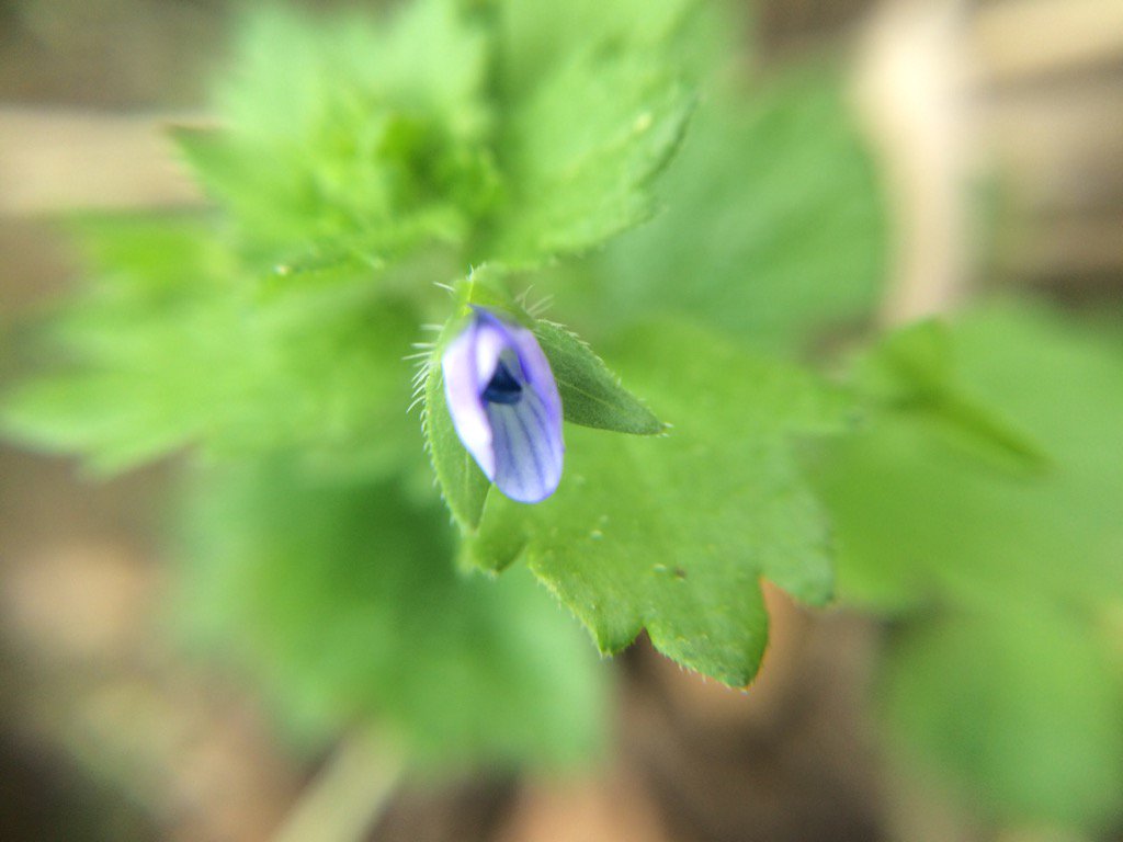 AngelikaHTCG's tweet photo. Common #FieldSpeedwell 'Veronica persica' #Wildflower https://t.co/ZepzeXUd5m