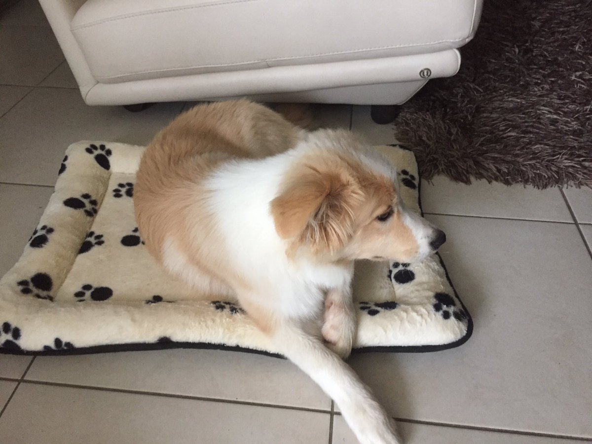 Milomyborderr's tweet photo. Who likes my new bed😏 #dog #doglife #bestdoglife #bordercollie https://t.co/dRT8f7M3Sv