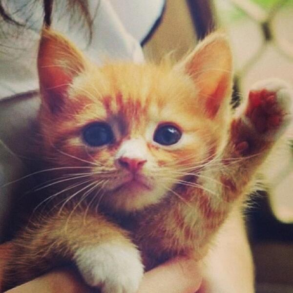 Cute Kittens tweet media