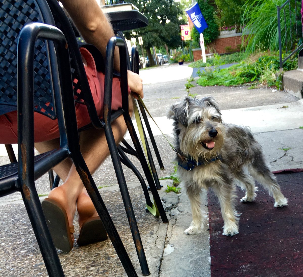 NoteWinebar's tweet photo. Keep posting pics of your pup #dogsofnote #dogsoftwitter WELCOME MILES ๐ https://t.co/q8OHuW3Omy