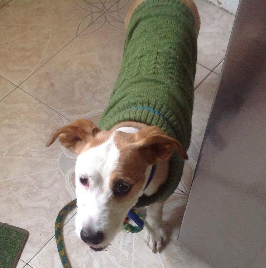 Perrito encontrado en la Zona Azul. Traía correa y sueter. Cualquier info avísenos.