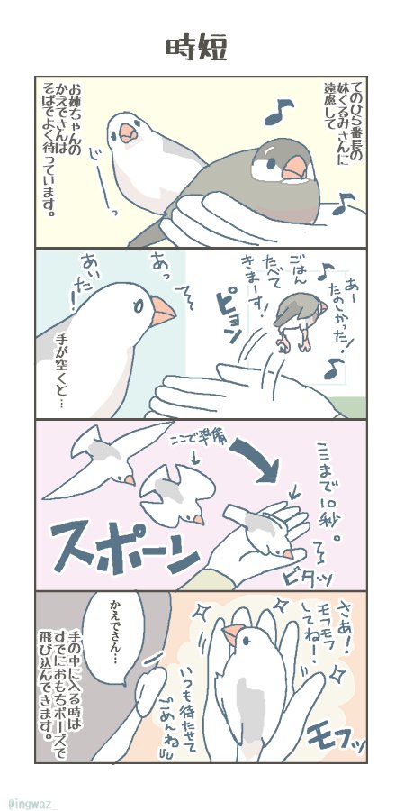 賢くて 妹想いなおねえちゃんです。 #buncho #文鳥 #javasparrow 