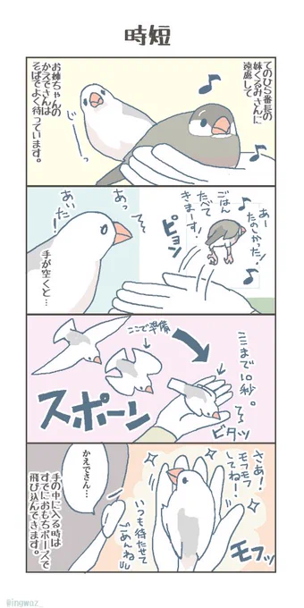 賢くて 妹想いなおねえちゃんです。 #buncho #文鳥 #javasparrow 