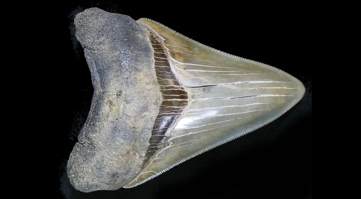 FossilEra's tweet photo. Beautifully preserved #megalodon tooth with sharp serrations. #SharkWeek https://t.co/HZhVgYgXYb https://t.co/GQI0lFO9wR