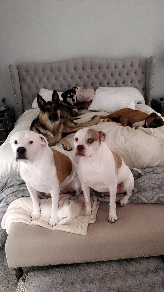 emzavat5's tweet photo. If this isn't heaven idk what is #ilovedogsitting https://t.co/AKfr5fegkj