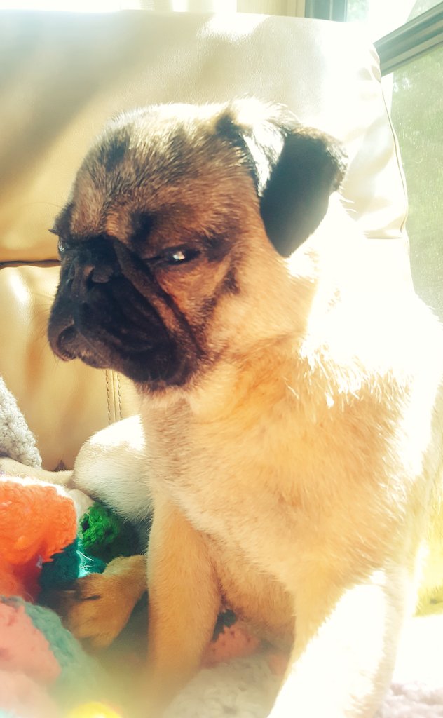 PugGriffin's tweet photo. I am frickin Magical!!!!
#pug #dogsarelove #dogsoftwitter #magic #puglife #pugmagic https://t.co/0tSszAbAu0