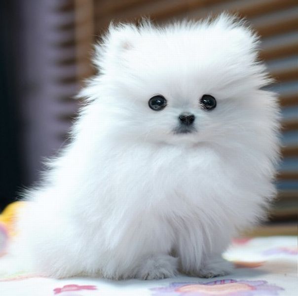So. Much. Floof. 😍 buzzsharer.com/2015/05/12-rea… #pomeranians #iwantone #adorable #inlove #fluffyfursday #CutenessOverload