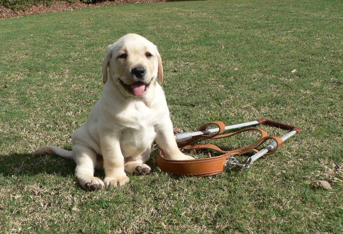 OZbreaks's tweet photo. Book a holiday with #Zbreaks and a donation will be made to #GuideDogs #Australia: https://t.co/tDqXhWixcu #charity https://t.co/GqaYj5yzJU