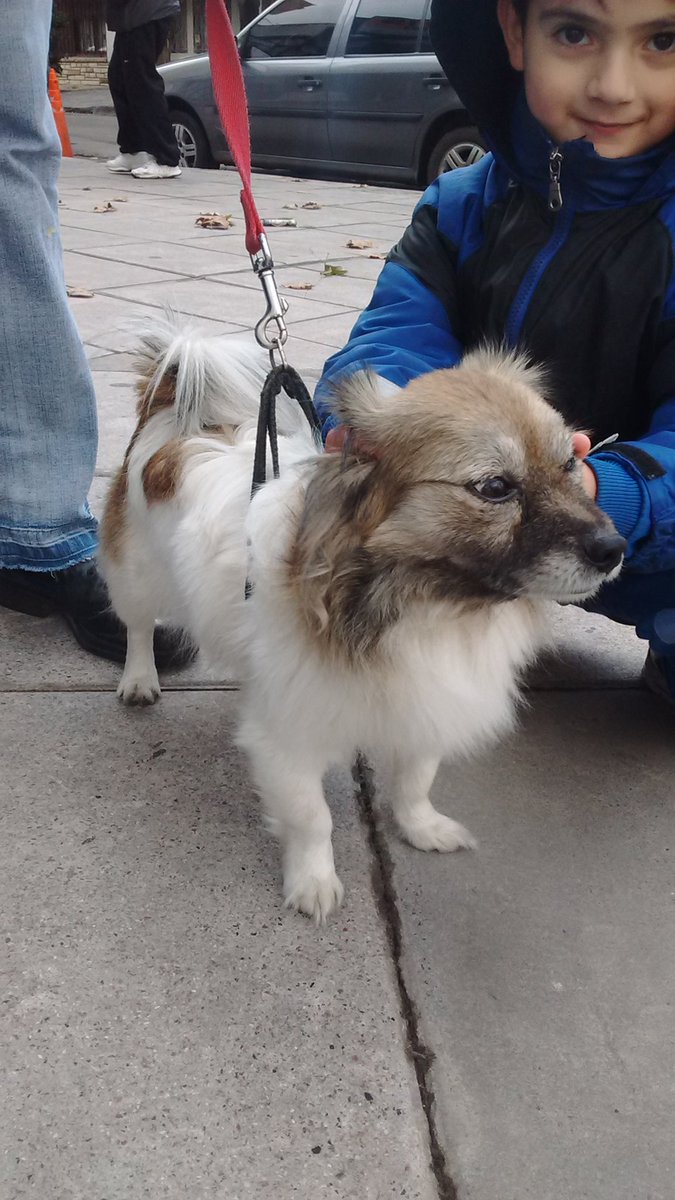 SabriCecilia's tweet photo. Busco a sus dueños, apareció en lanus oeste, es hembra con collar negro con pañuelo, bien cuidada. https://t.co/OAfCc954dz
