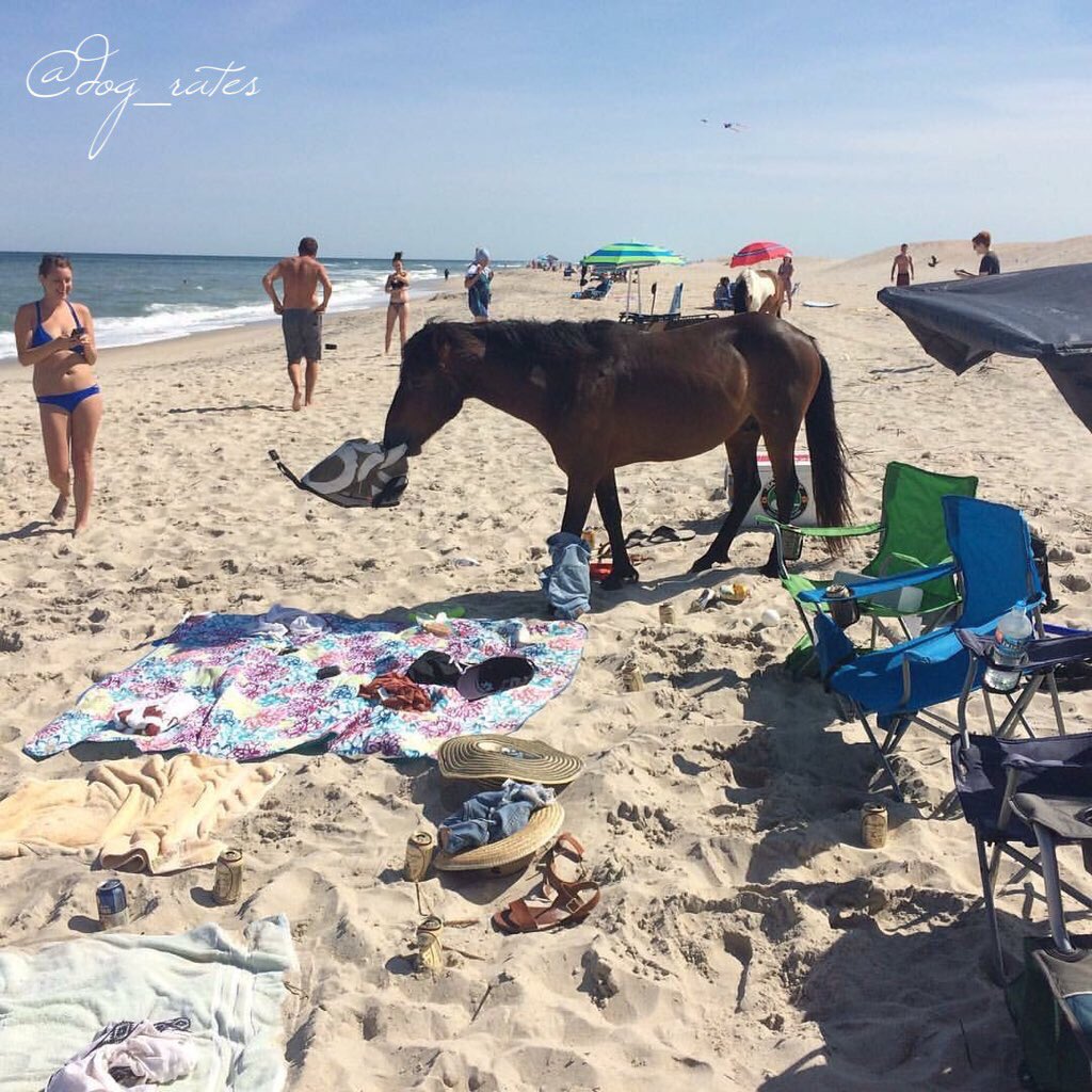 dog_rates's tweet photo. That is Quizno. This is his beach. He does not tolerate human shenanigans on his beach. 10/10 reclaim ur land doggo https://t.co/vdr7DaRSa7