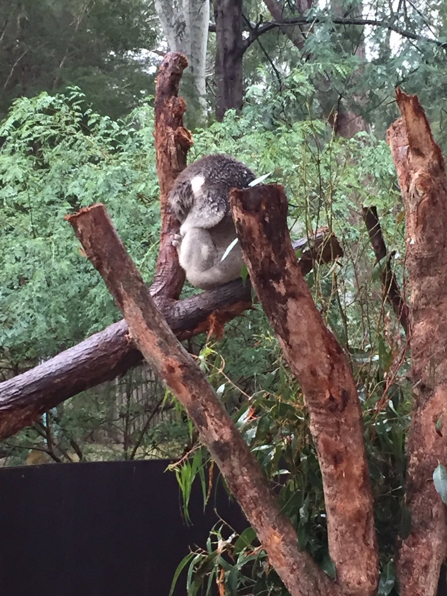 fionashirley76's tweet photo. Family day out at @HvilleSanctuary #rainhascleared #kangaroos @ZoosVictoria @simonshirley72 https://t.co/EHqN0Vv7ZA