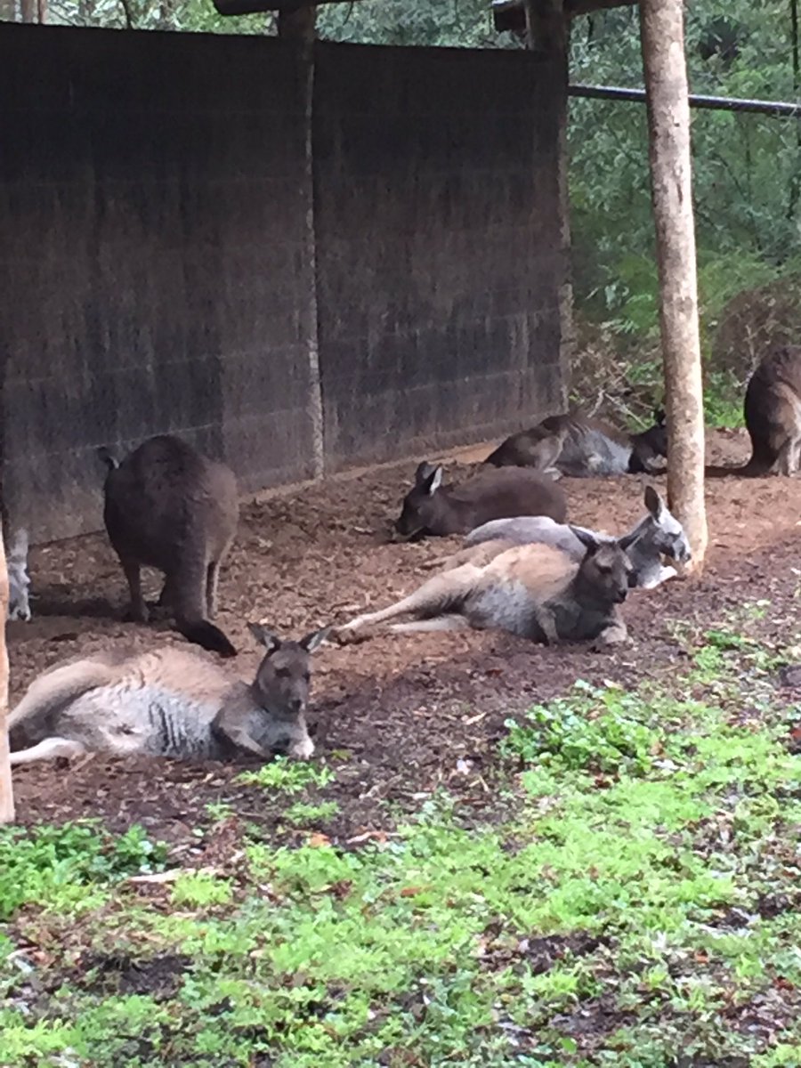 fionashirley76's tweet photo. Family day out at @HvilleSanctuary #rainhascleared #kangaroos @ZoosVictoria @simonshirley72 https://t.co/EHqN0Vv7ZA