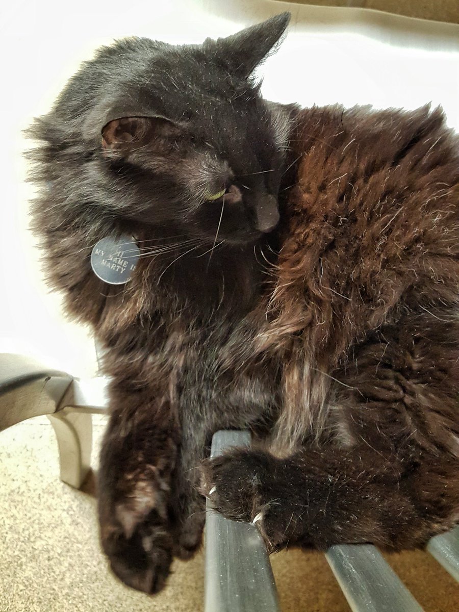 WXKnapper's tweet photo. Hi. My name is Marty. #nh #mtwashingtonobservatory #cat #martycat #martykitty #kitty #kittycat #summitcat https://t.co/juDm5BNNoi