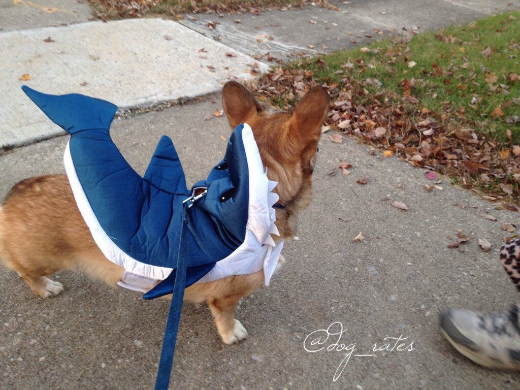 dog_rates's tweet photo. Meet Tripp. He's being eaten by a sherk and doesn't even care. Unfazed af. 11/10 keep doin you Tripp https://t.co/gGxjthmG1c
