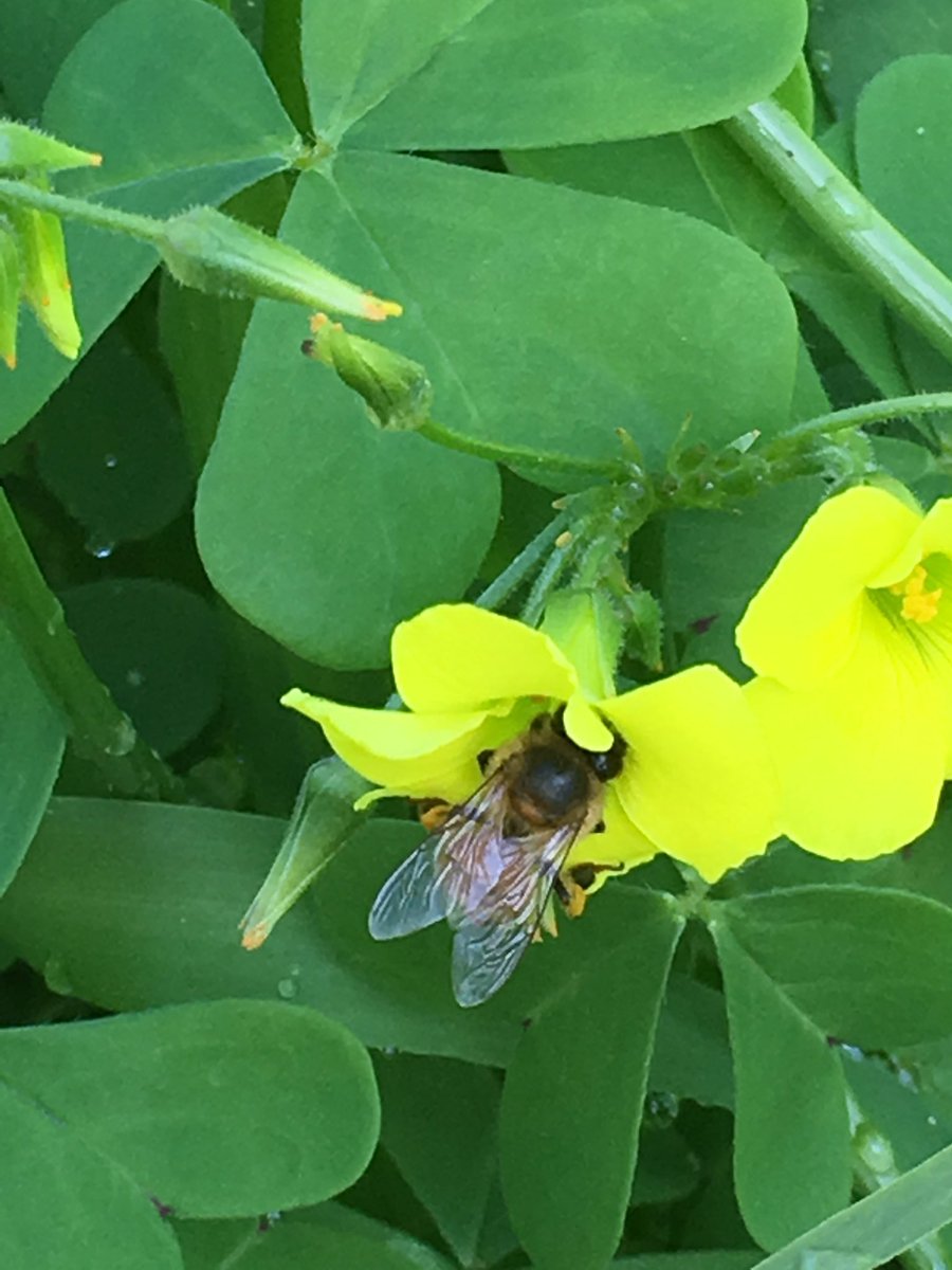 beata_mounsey's tweet photo. It's just a Bee cause 😂 https://t.co/SBfoLxNg9d