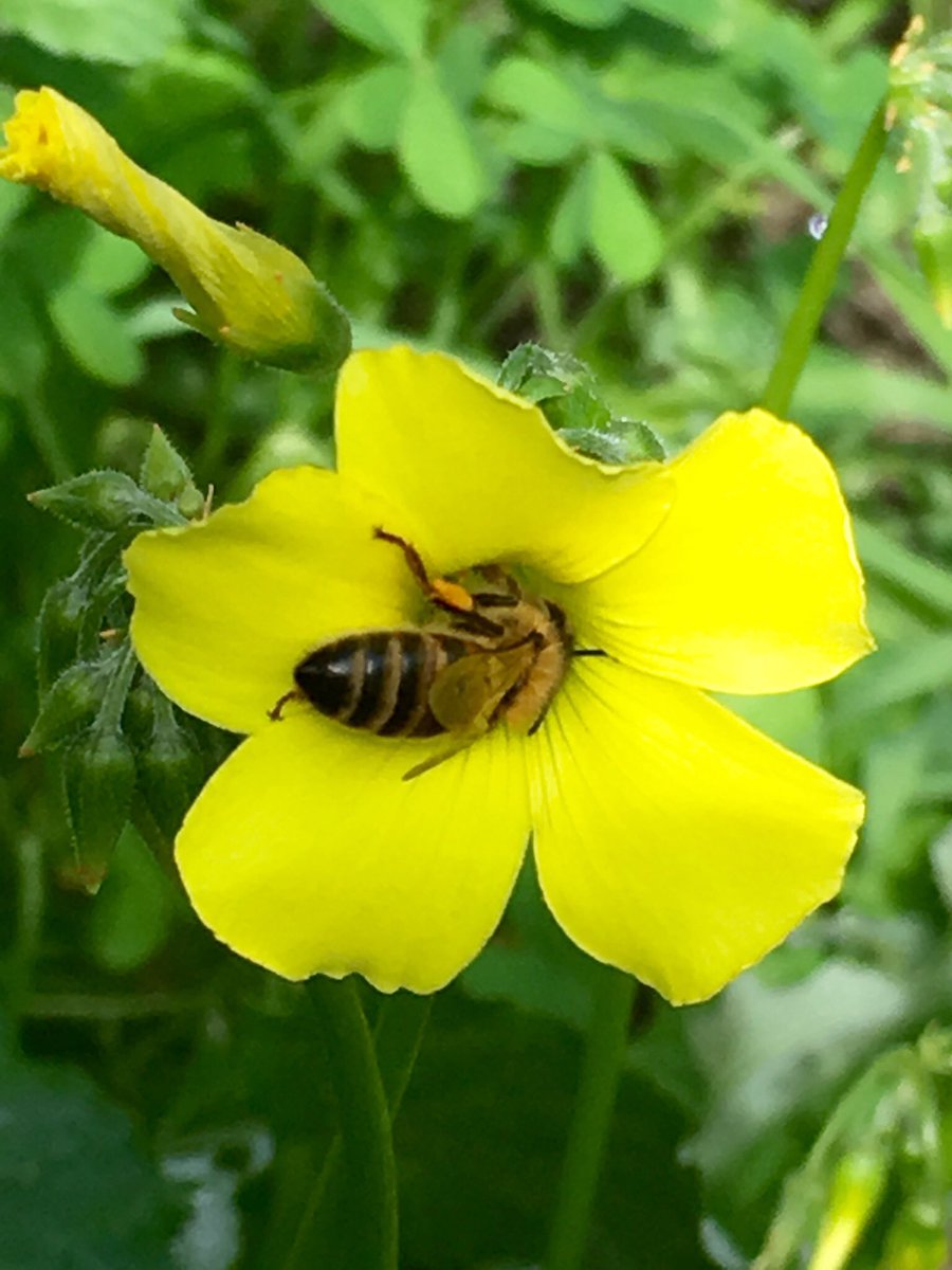 beata_mounsey's tweet photo. It's just a Bee cause 😂 https://t.co/SBfoLxNg9d