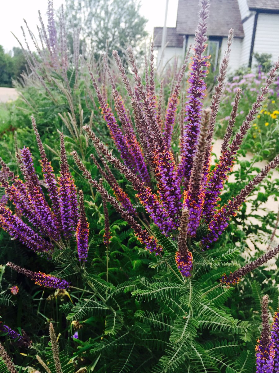 ColoradoNPS's tweet photo. #GrowNative Thursdays: Fireworks from #leadplant #Amorpha canescens #garden grows to 3' drought tolerant #pollinator https://t.co/X0kbSEgobQ